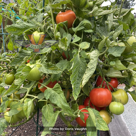 Bella Rosa F1 Tomato