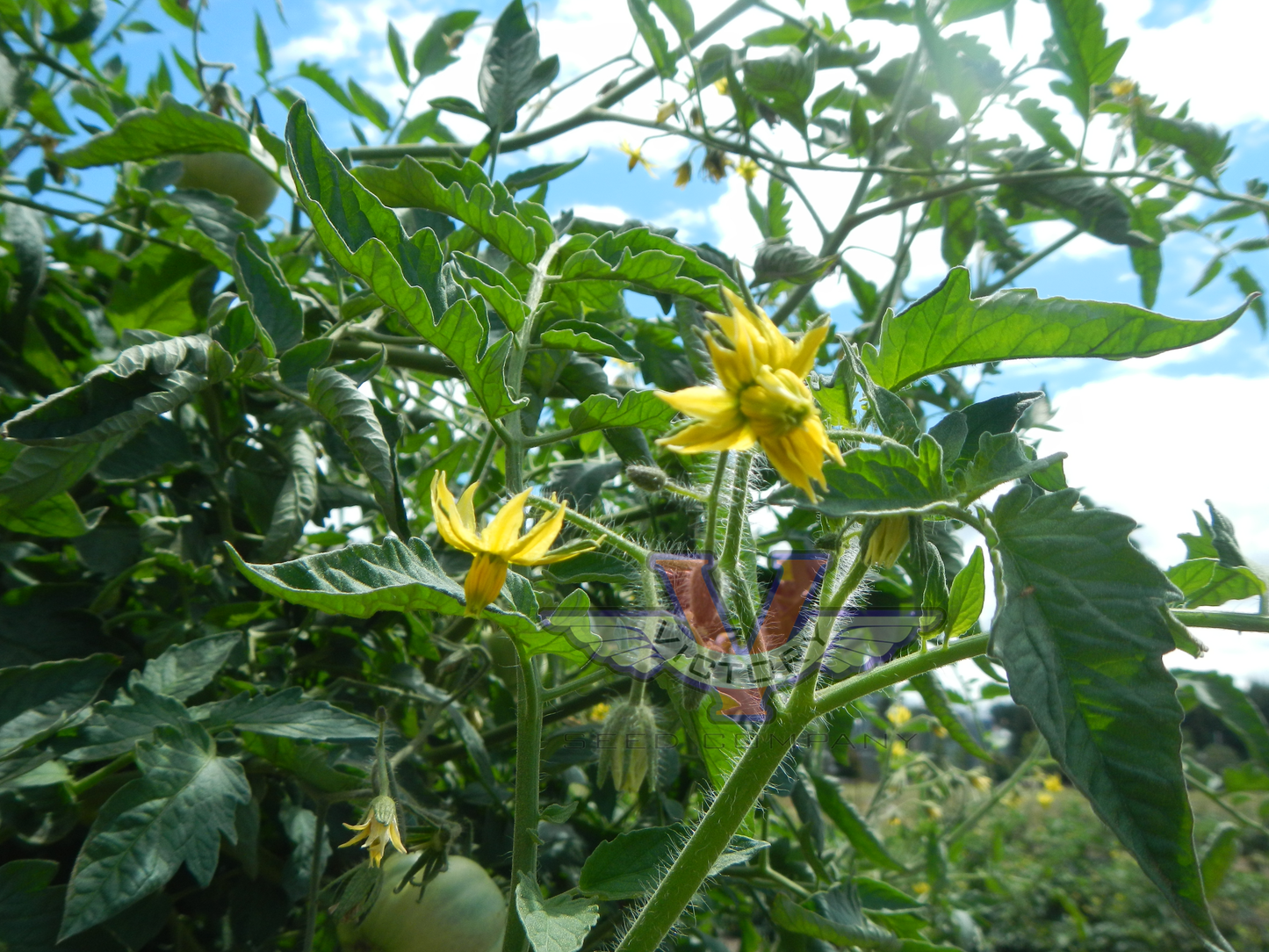 Big Sandy Tomato