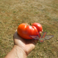 Big Sandy Tomato