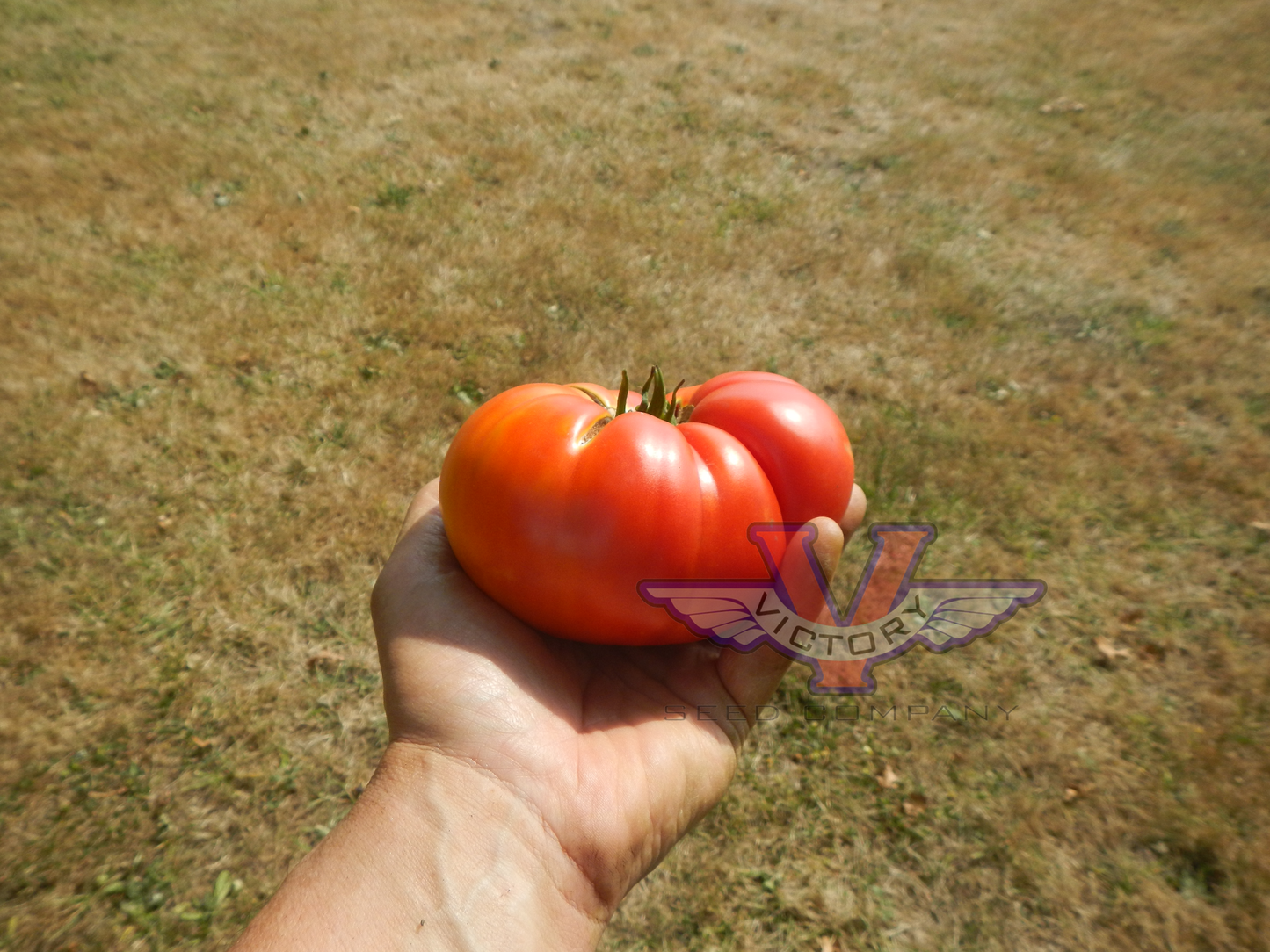 Big Sandy Tomato