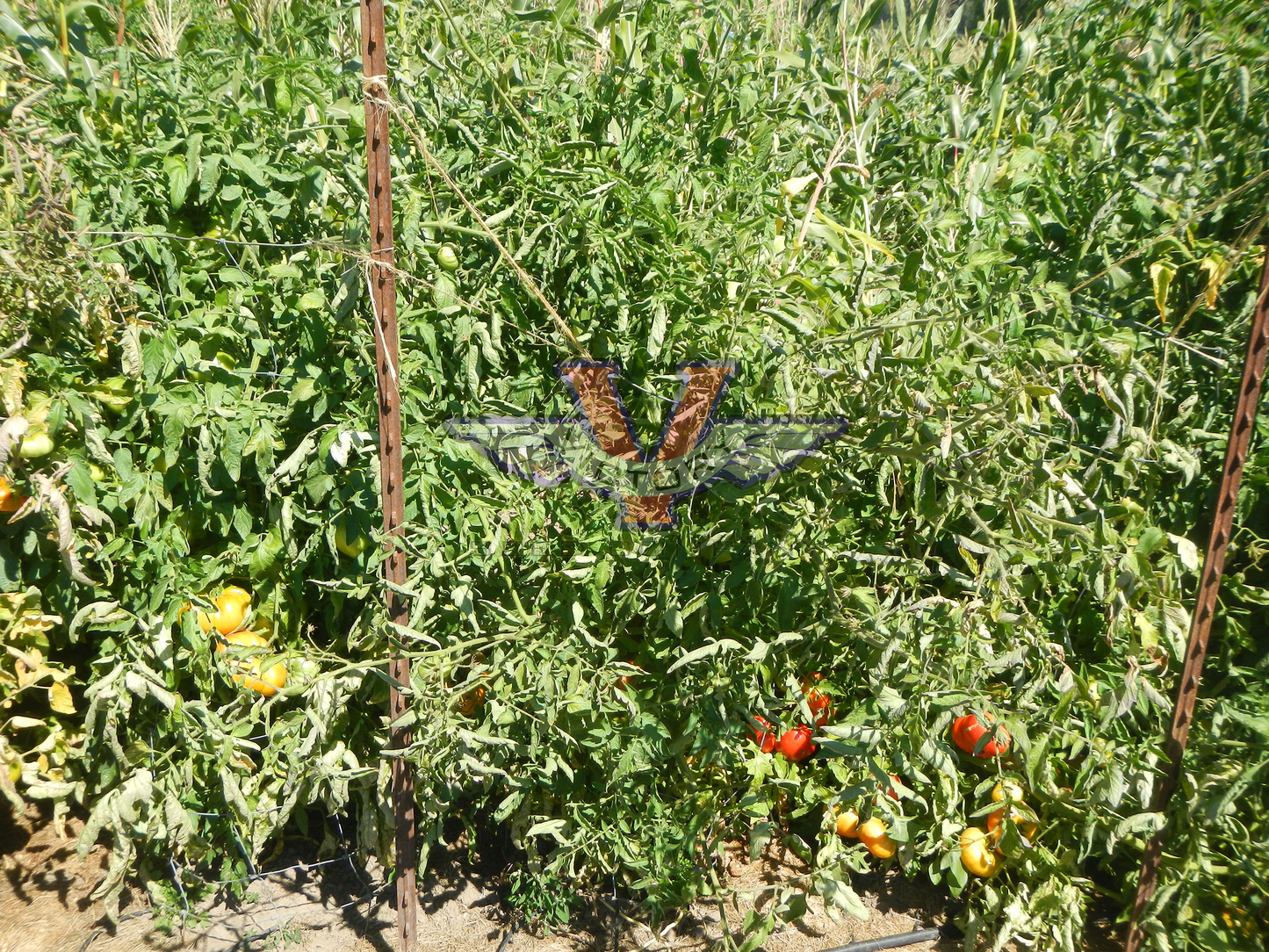 Big Sandy Tomato