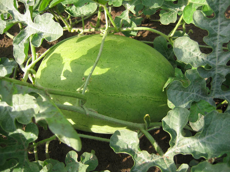 Bozeman Watermelon