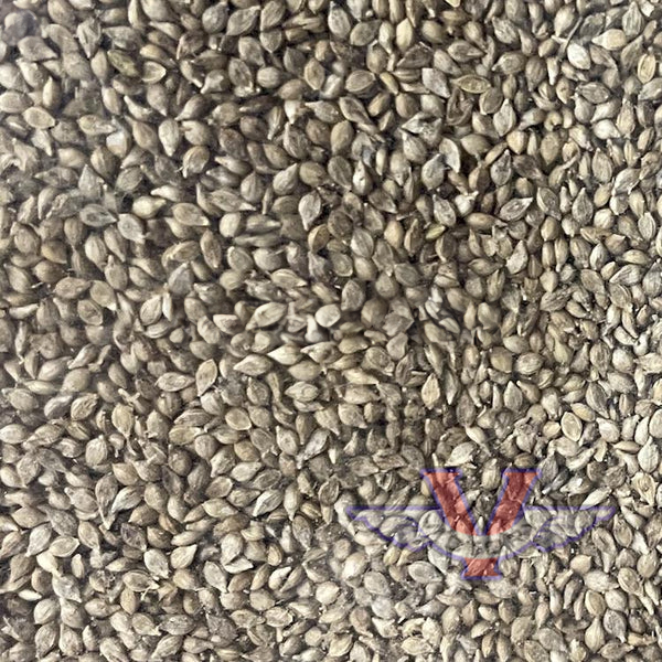 Browntop Millet