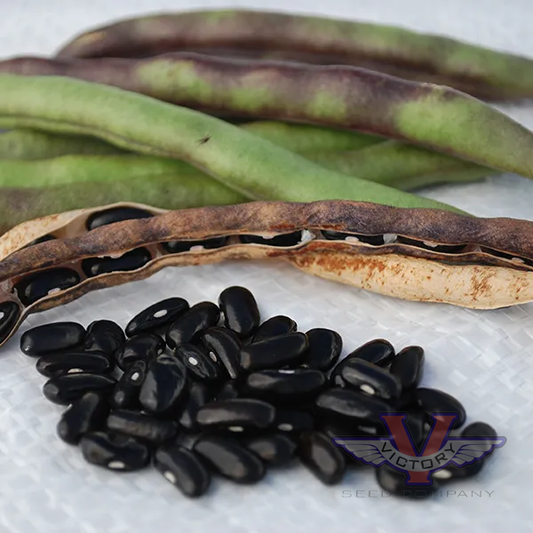 Cherokee Trail of Tears Pole Garden Bean