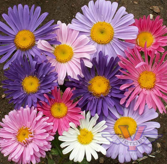 China Aster 'Single Mix'