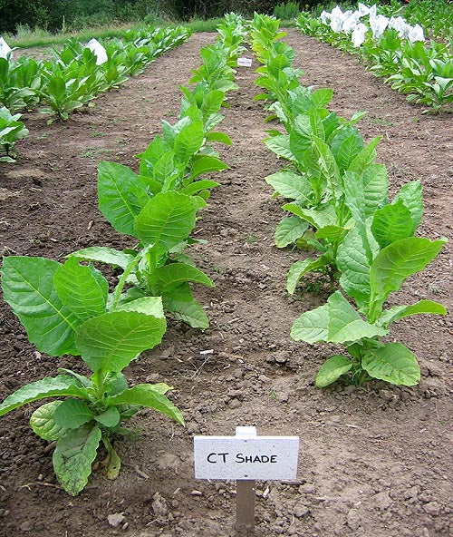 Connecticut Shade Tobacco