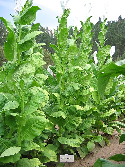 Virginia Bright Leaf Tobacco - Victory Seeds® – Victory Seed Company