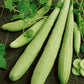Armenian Pale Green Cucumber