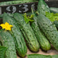 Marketer Cucumber
