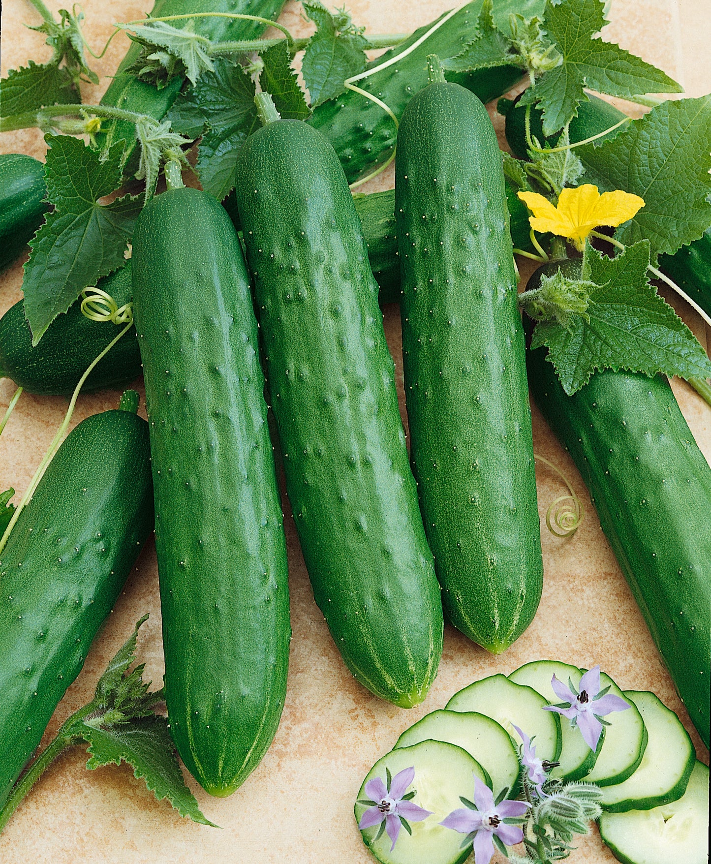 Saladmore Bush F1 Cucumber