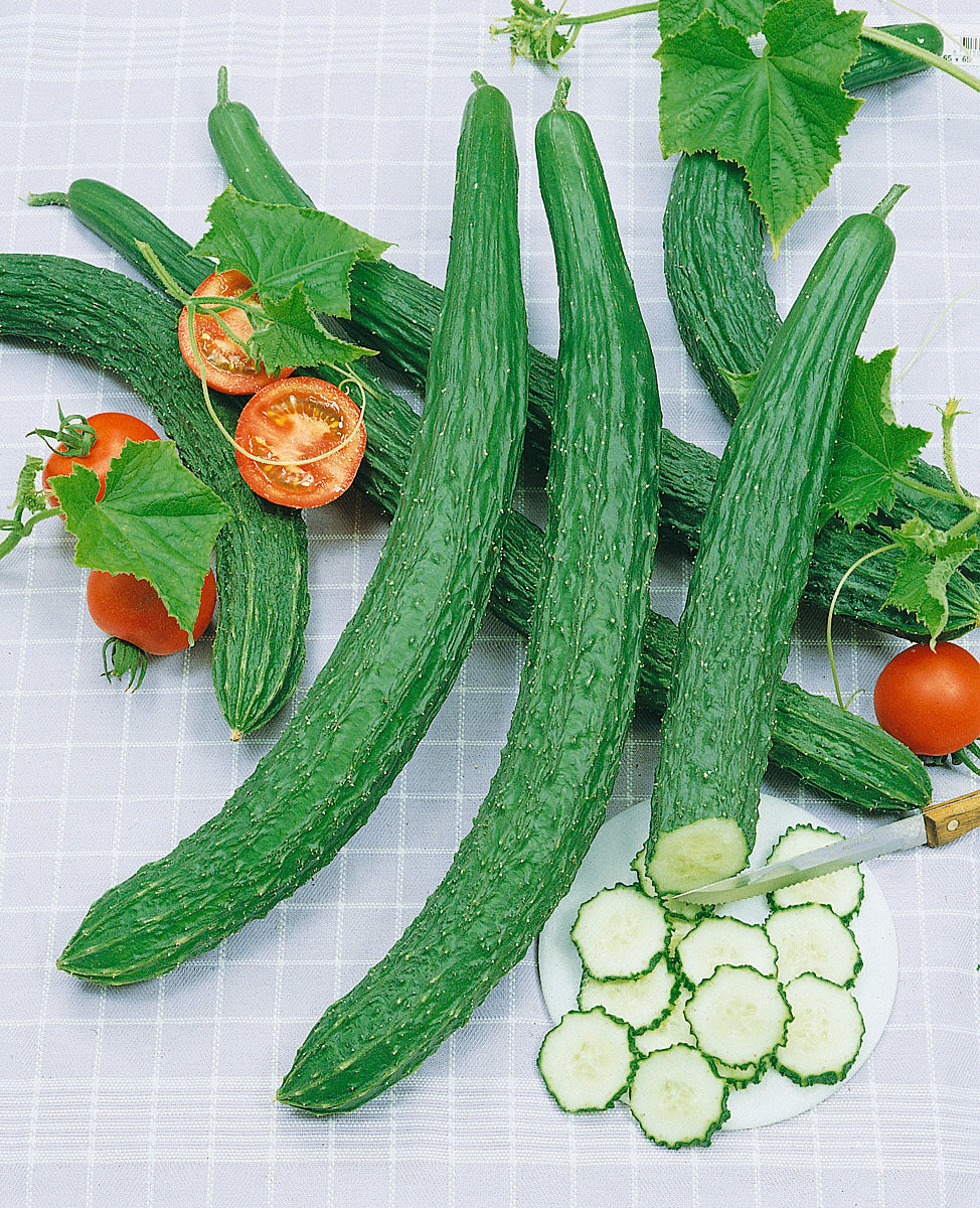 Suhyo Long Cucumber