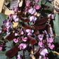 Ruby Moon Hyacinth Bean