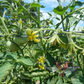 Dixville Tomato