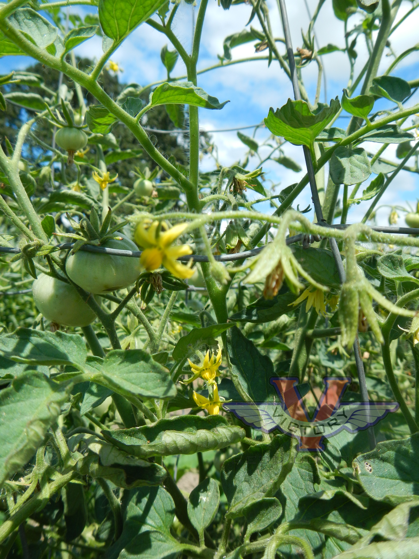 Dixville Tomato