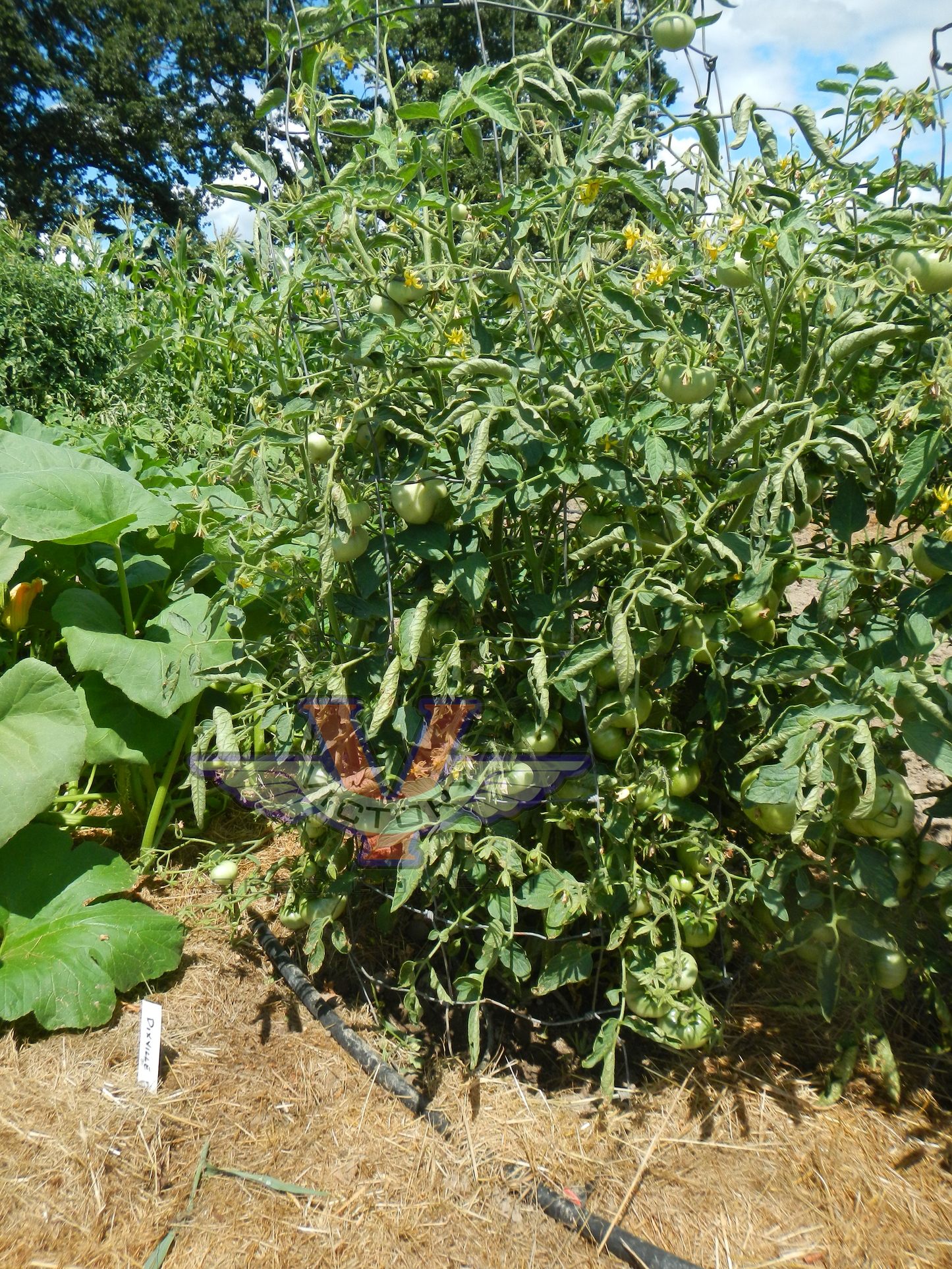 Dixville Tomato