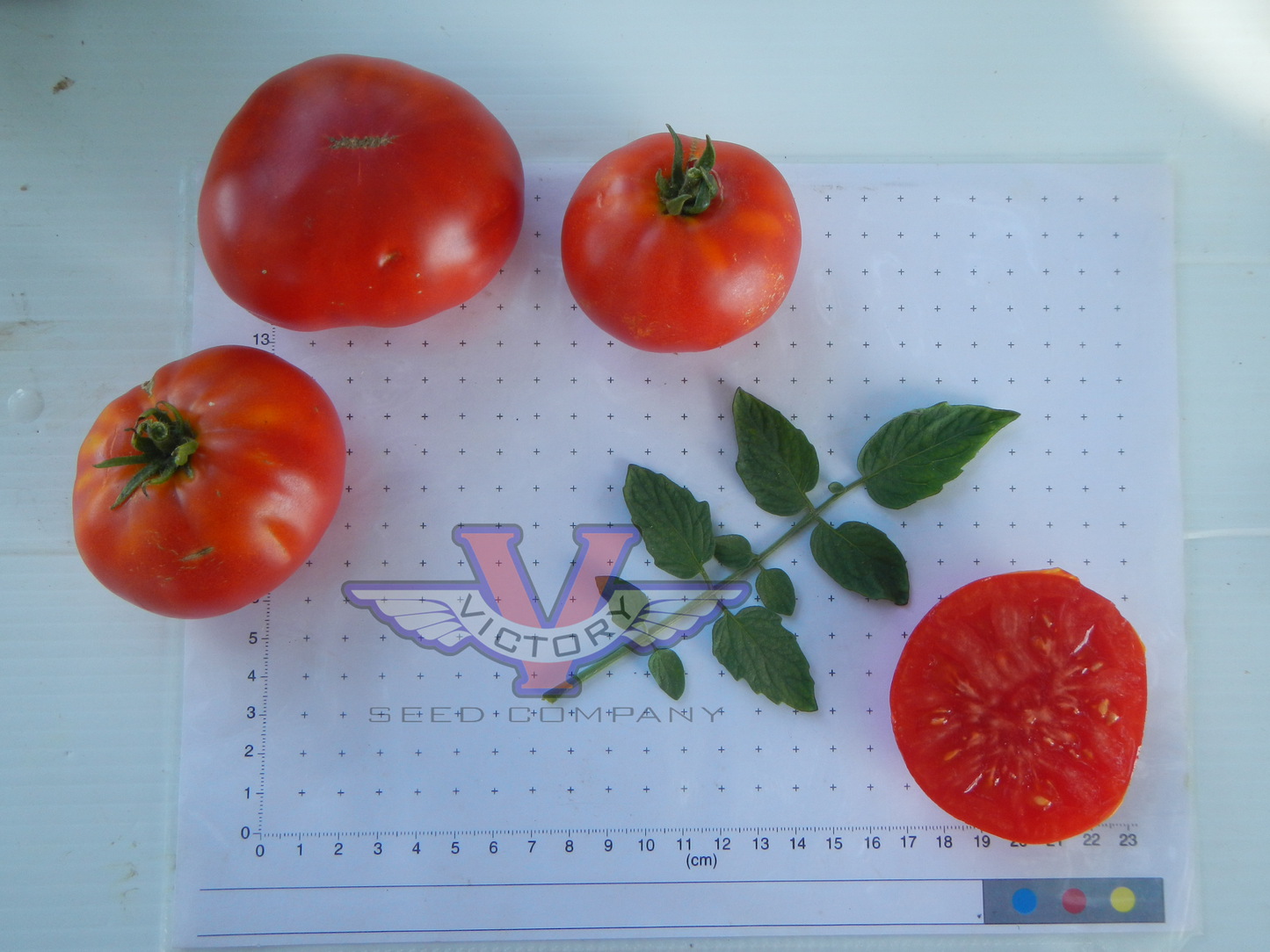 Dixville Tomato