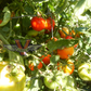 Dixville Tomato