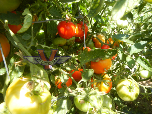 Dixville Tomato