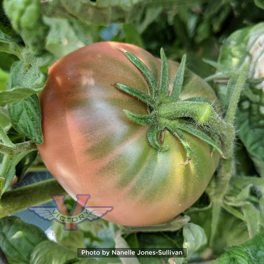 Dwarf Wild Fred Tomato