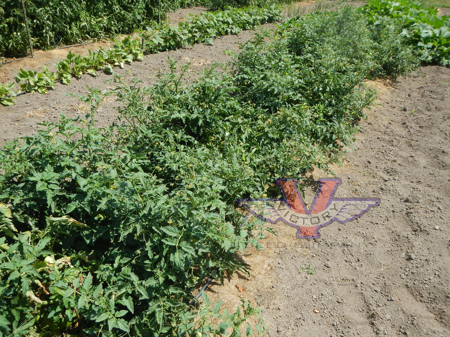 Dwarf Betty's Smile Tomato