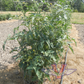 Dwarf Kip's Stripes Tomato