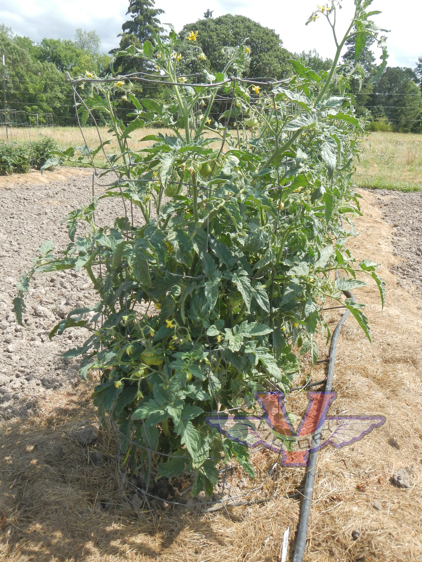 Dwarf Kip's Stripes Tomato