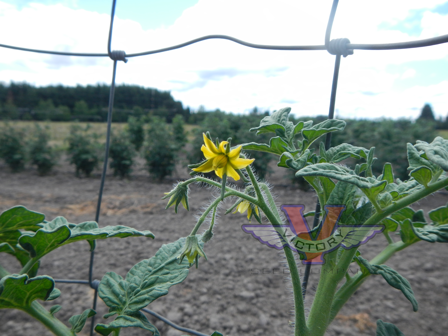 Dwarf Allie's July Tomato