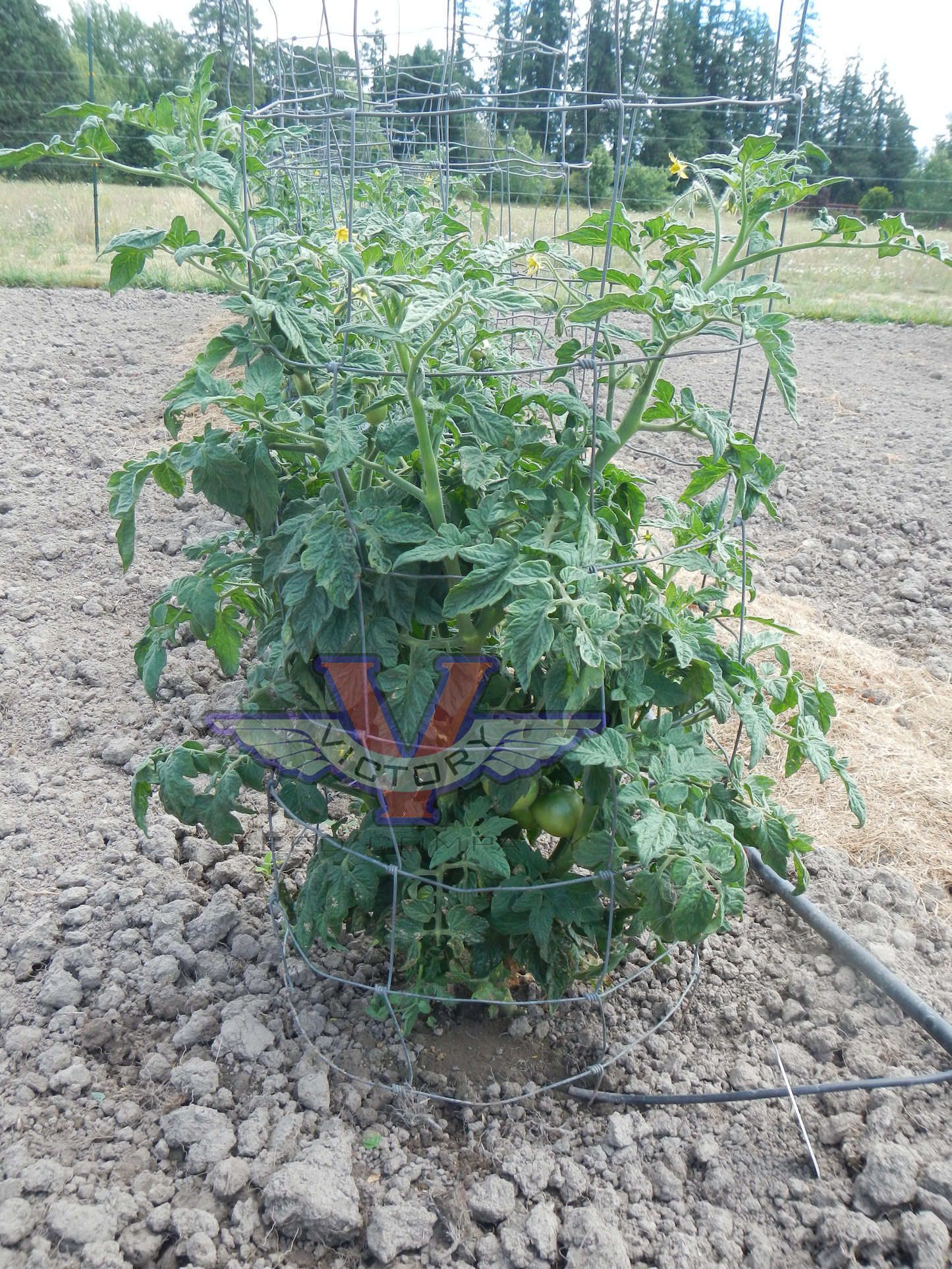 Dwarf Allie's July Tomato