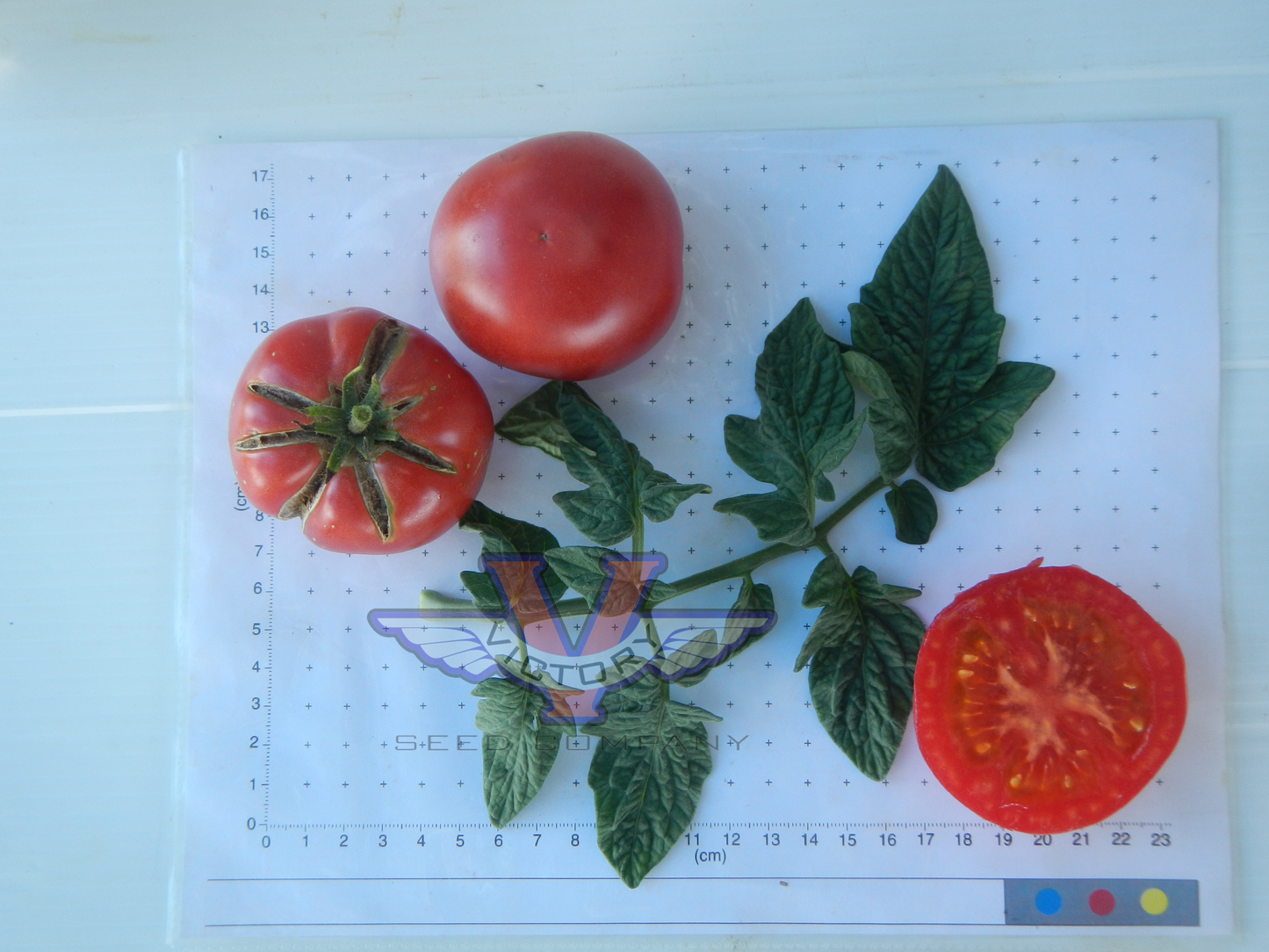 Dwarf Allie's July Tomato