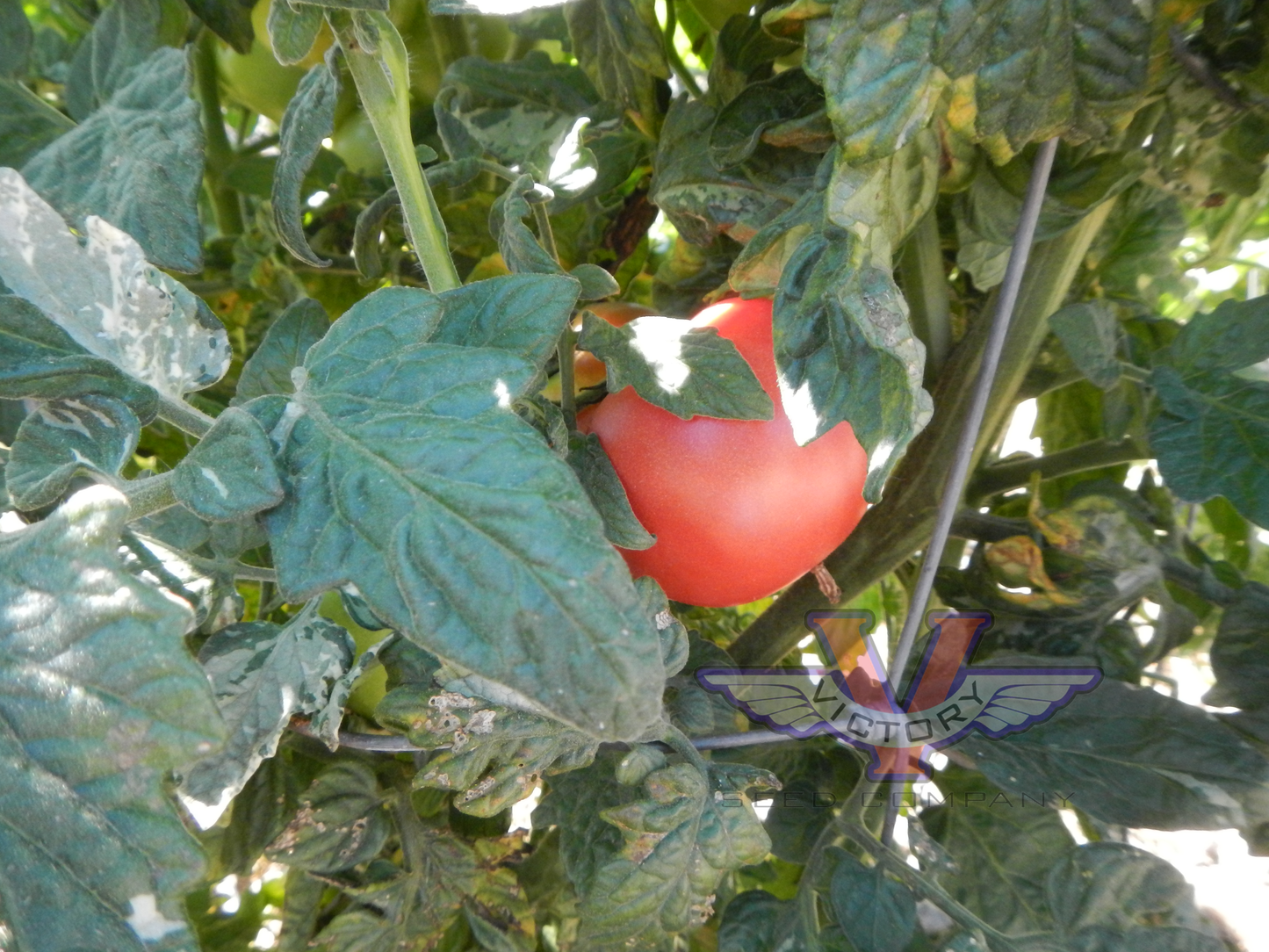 Dwarf Allie's July Tomato