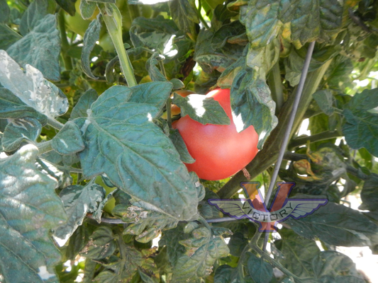 Dwarf Allie's July Tomato