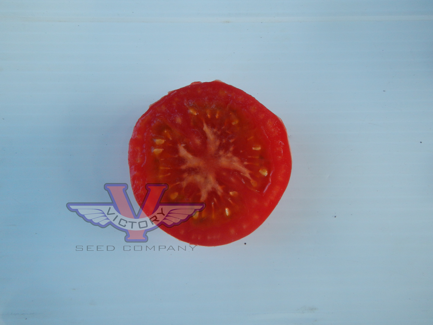 Dwarf Allie's July Tomato