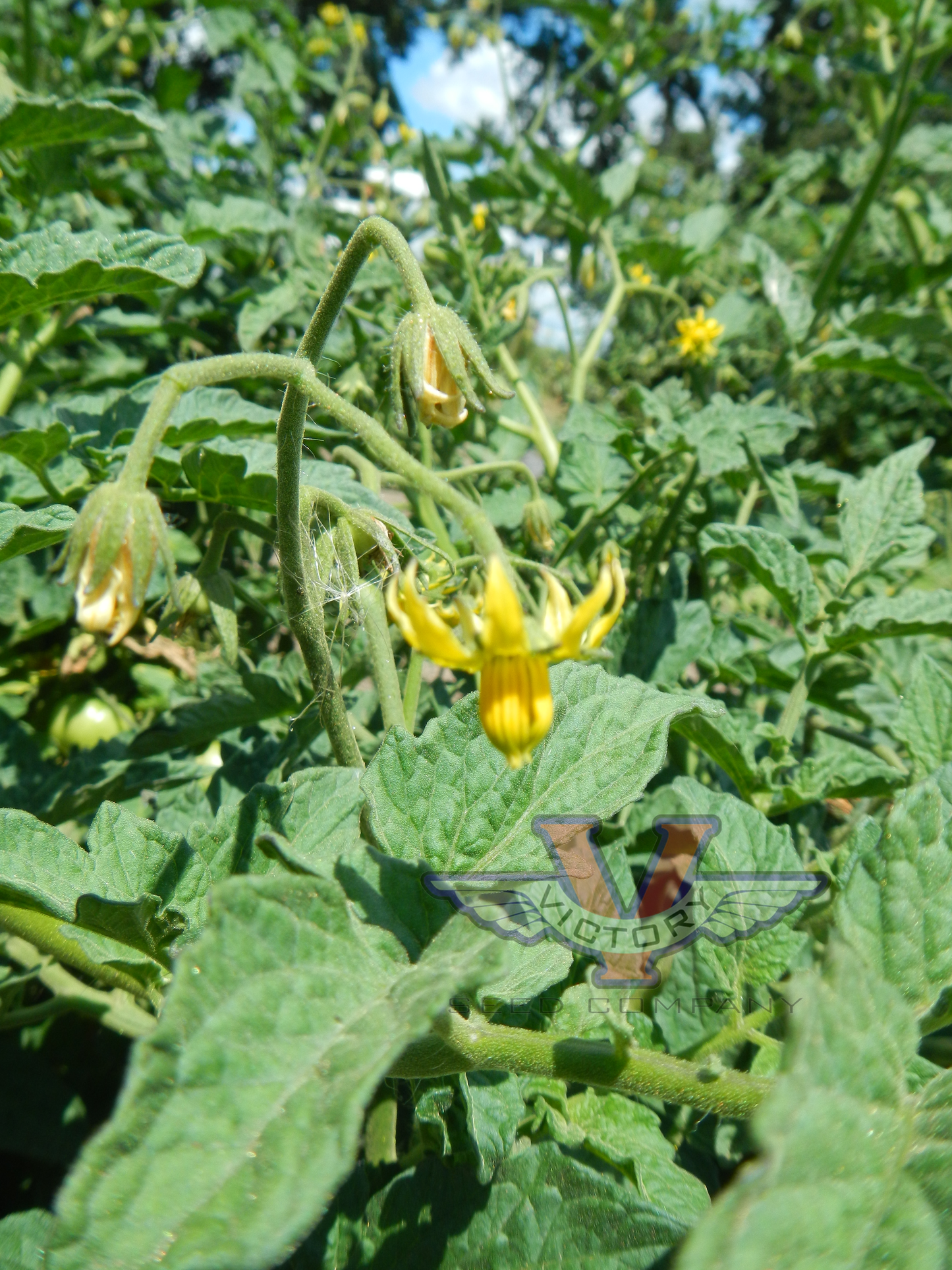 Dwarf Betty's Smile Tomato