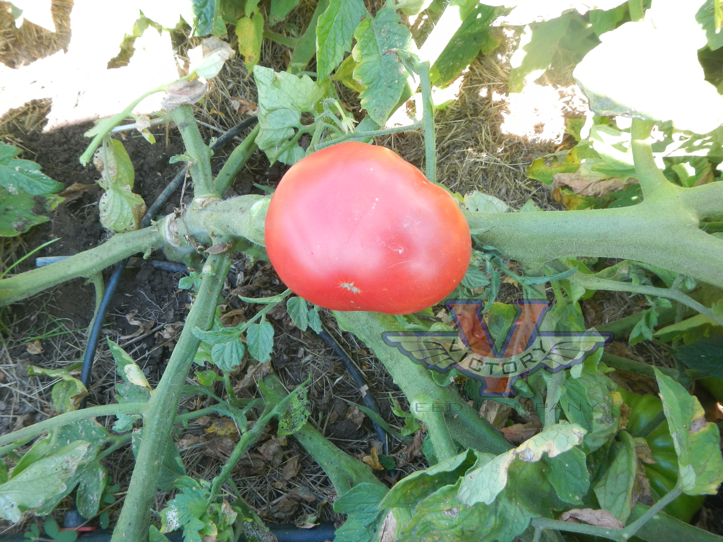 Dwarf Betty's Smile Tomato