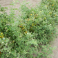 Dwarf Eagle Smiley Tomato