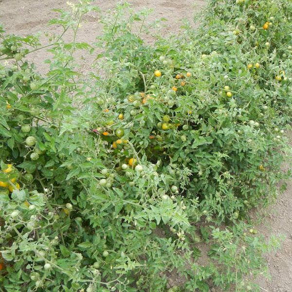 Dwarf Eagle Smiley Tomato