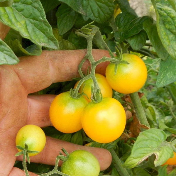 Dwarf Eagle Smiley Tomato