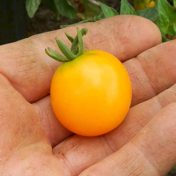 Dwarf Eagle Smiley Tomato