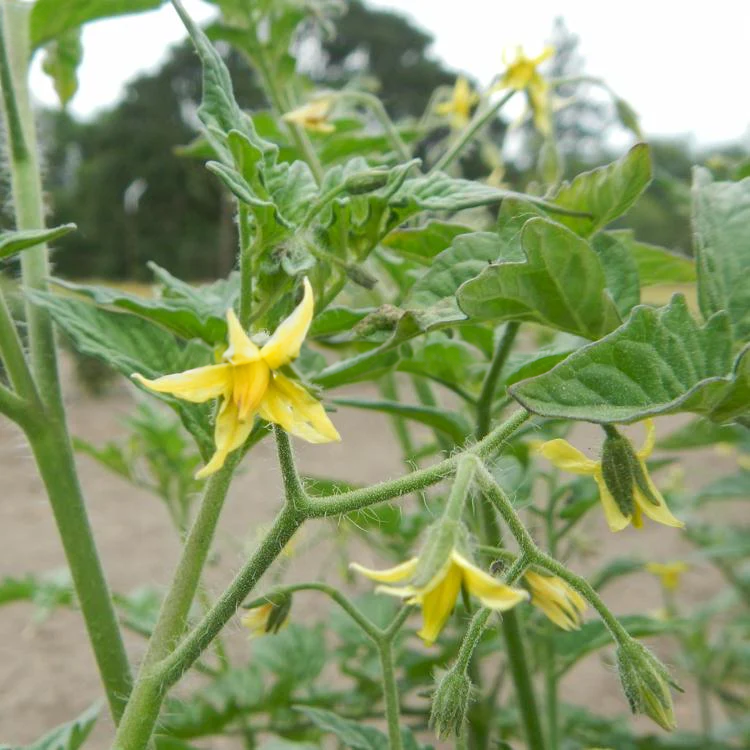 Dwarf Eagle Smiley Tomato