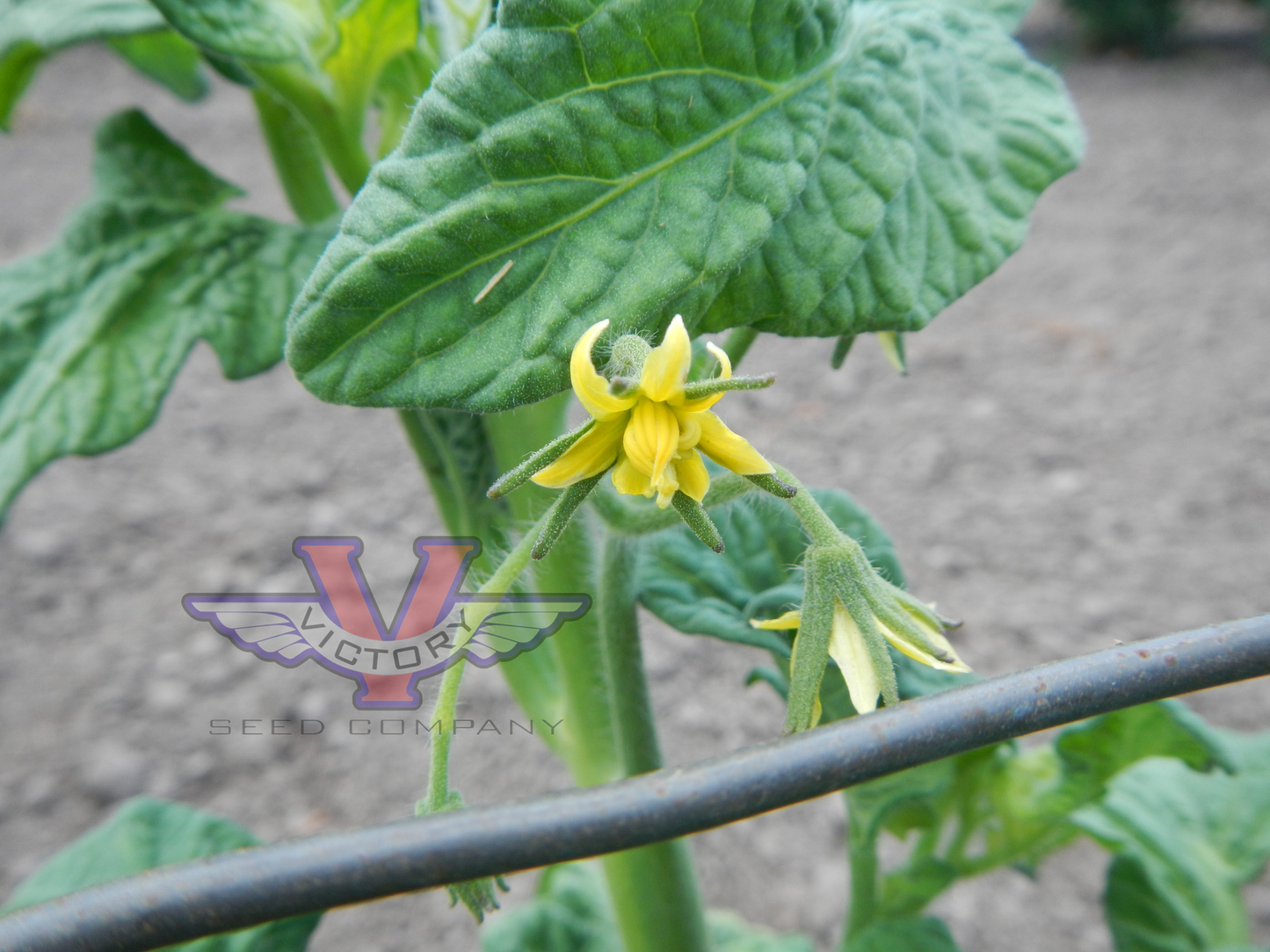 Dwarf Howard's Railroad Tomato