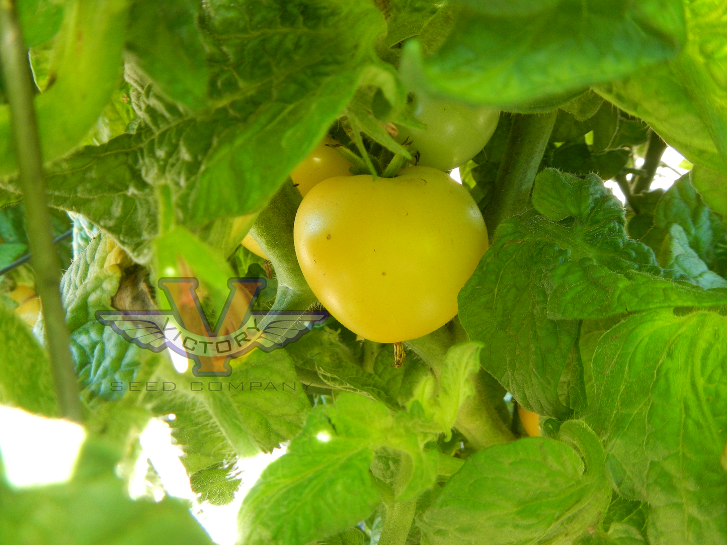 Dwarf Howard's Railroad Tomato