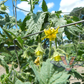 Dwarf Kip's Stripes Tomato