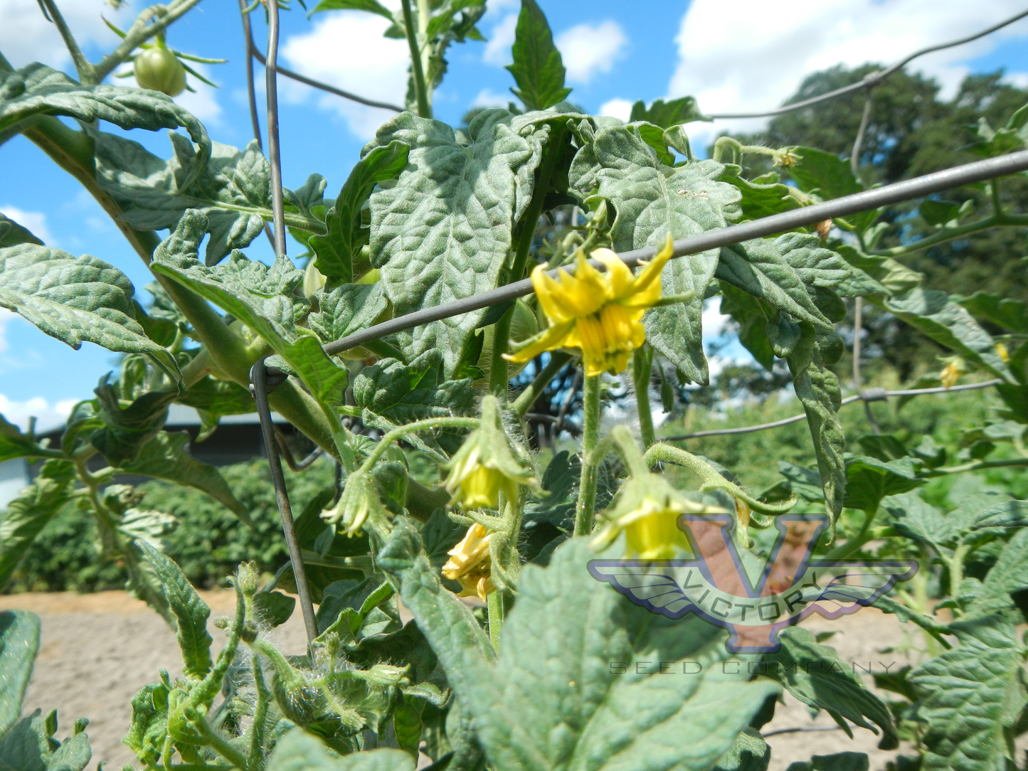 Dwarf Kip's Stripes Tomato