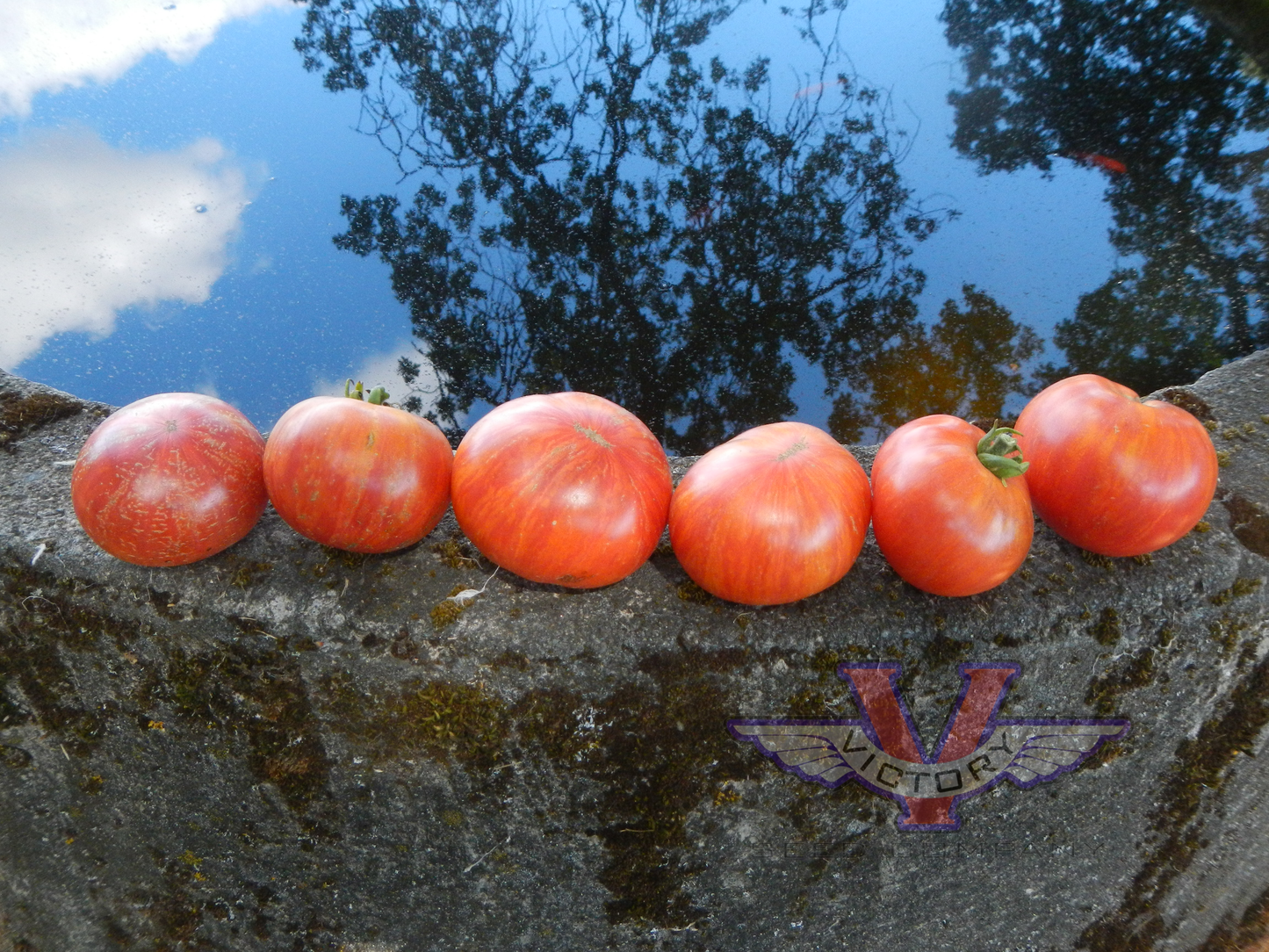 Dwarf Kip's Stripes Tomato