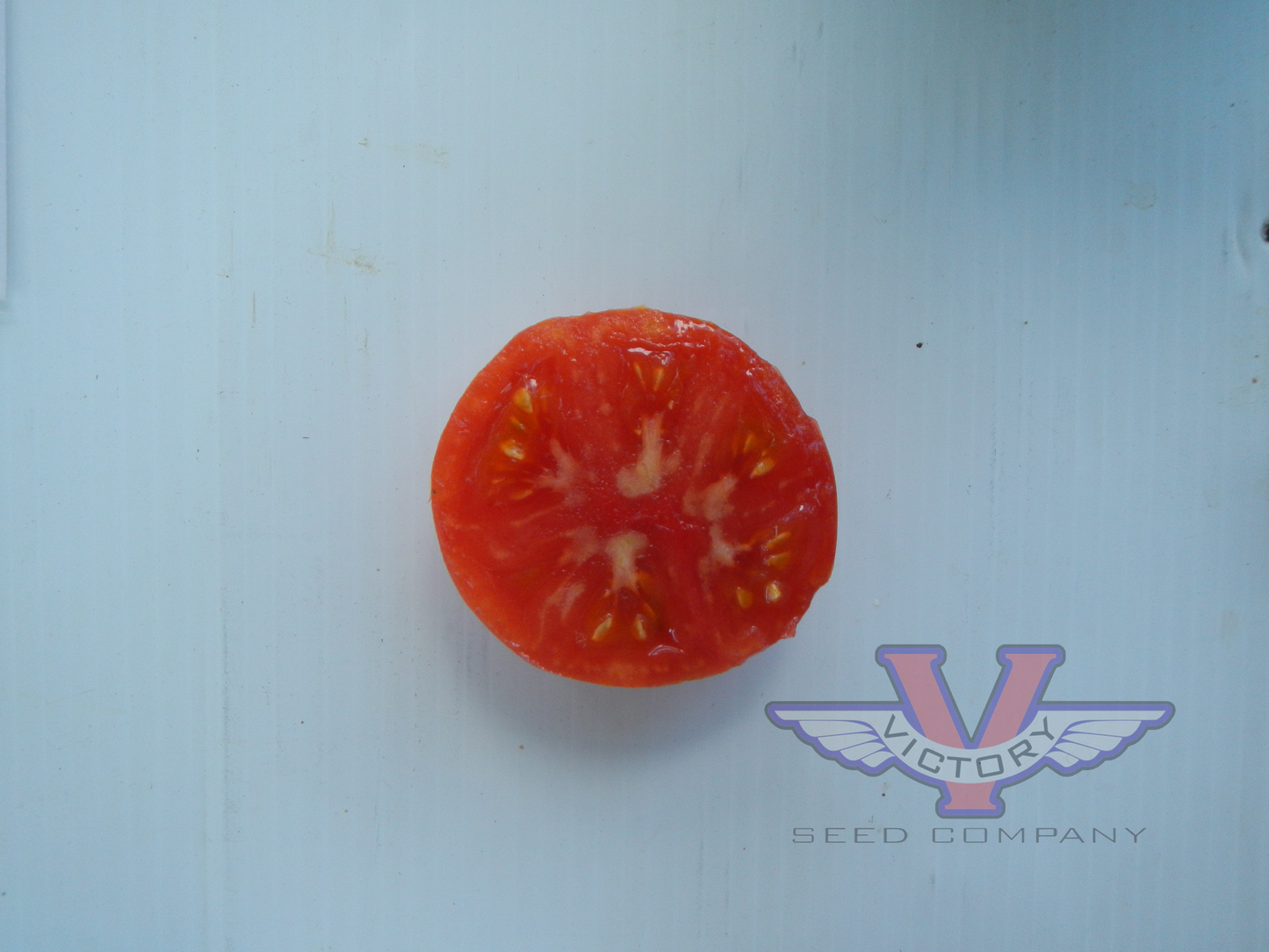 Dwarf Kip's Stripes Tomato