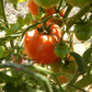 Dwarf Kip's Stripes Tomato