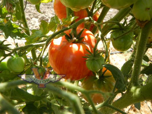 Dwarf Kip's Stripes Tomato