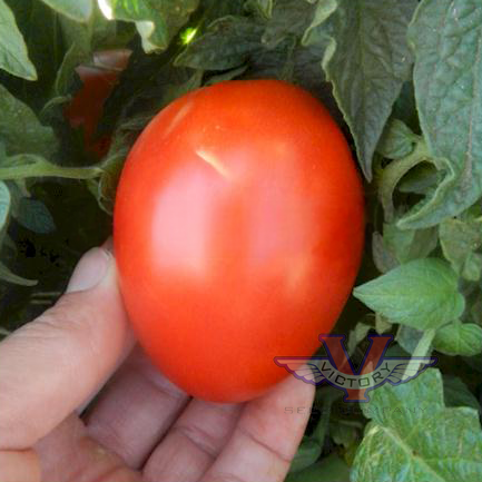 Dwarf Sneaky Sauce Tomato