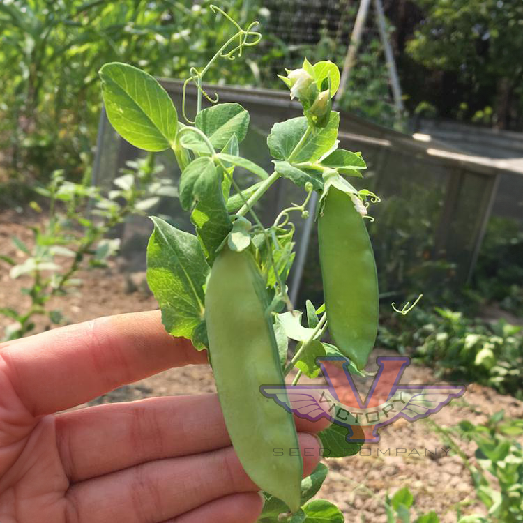 Dwarf White Sugar Snow Pea