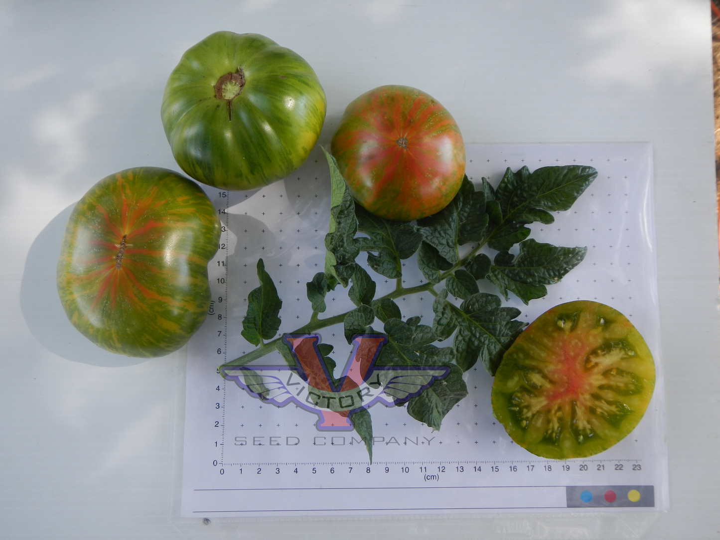 Dwarf Shimmering Beauty Tomato